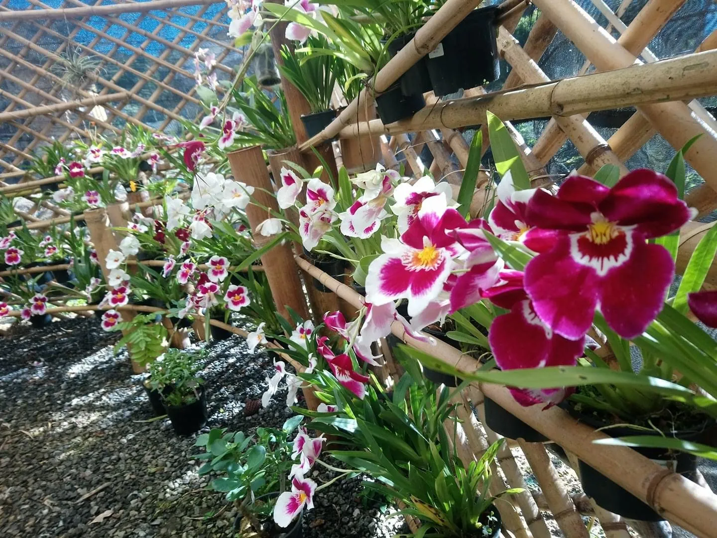Fileira de orquídeas Miltonia ao longo da estrutura de bambu da estufa