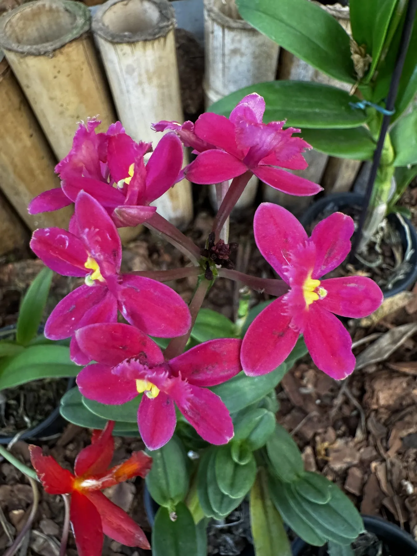 Orquídea Dendrobium amarela em flor