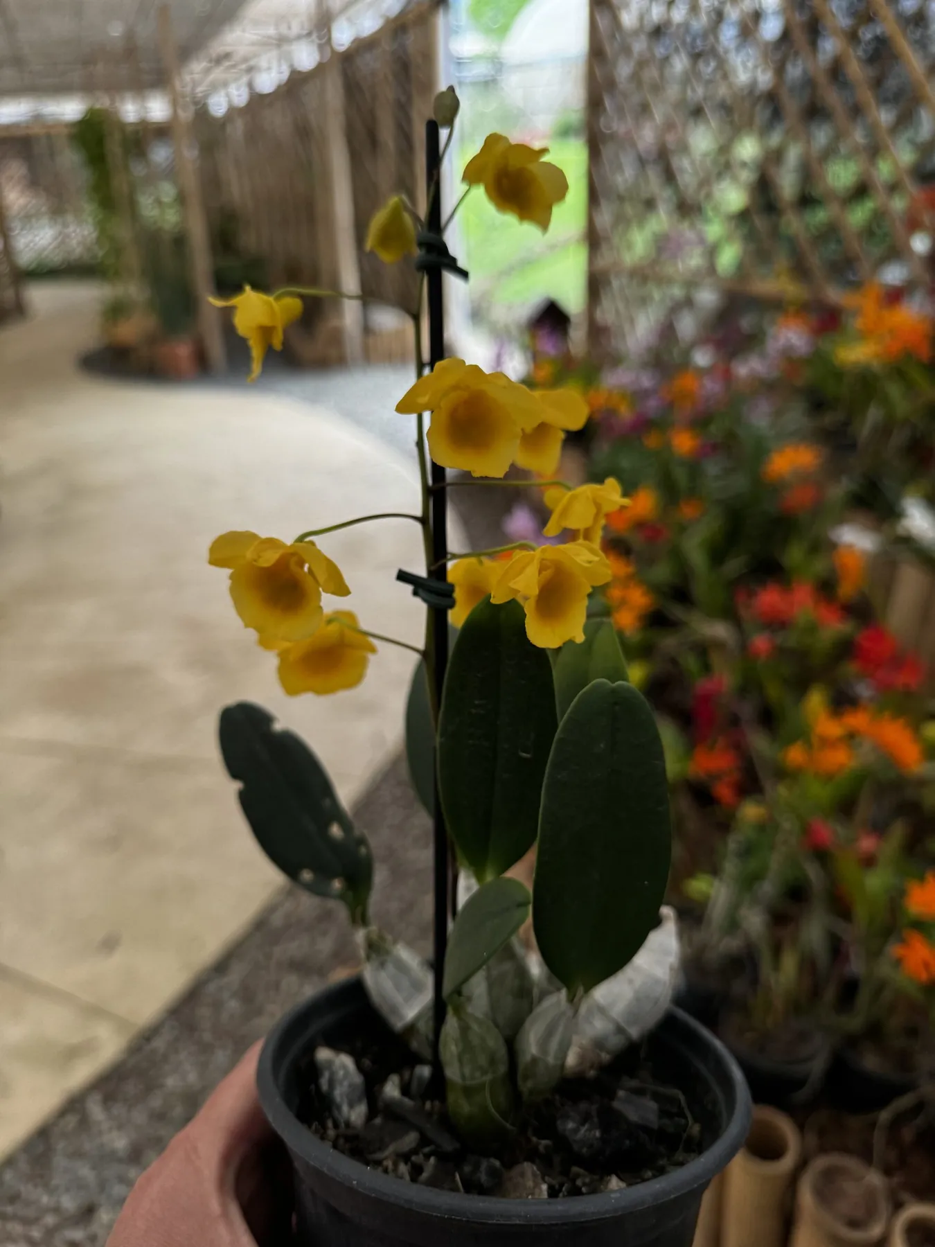 Orquídea Epidendrum rosa em flor