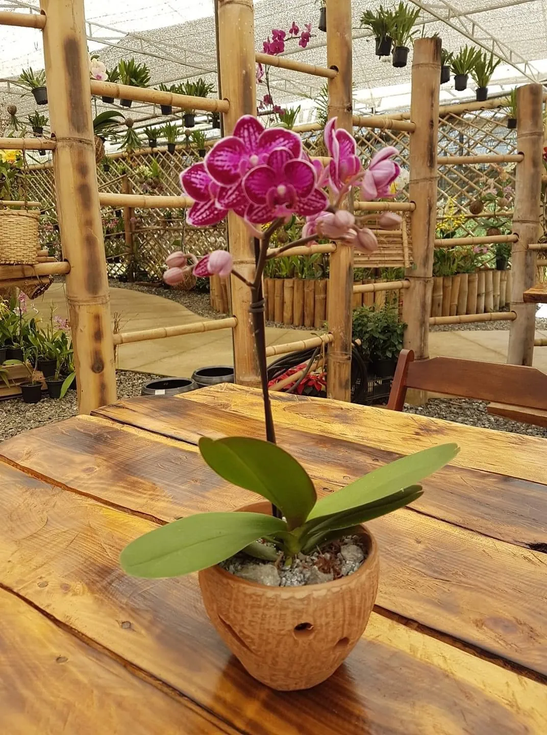 Orquídea Phalaenopsis em vaso de cerâmica sobre mesa de madeira, com a estufa de bambu ao fundo