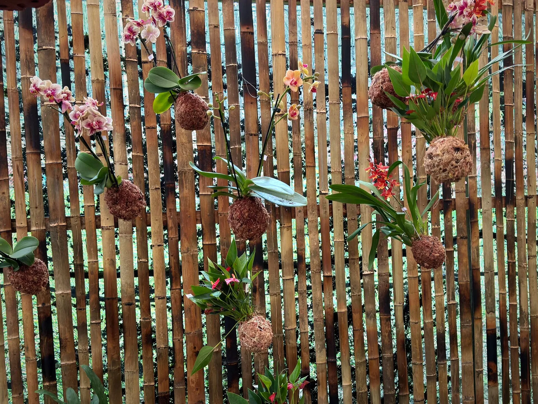 Parede de bambu da estufa com orquídeas montadas em kokedamas de fibra
