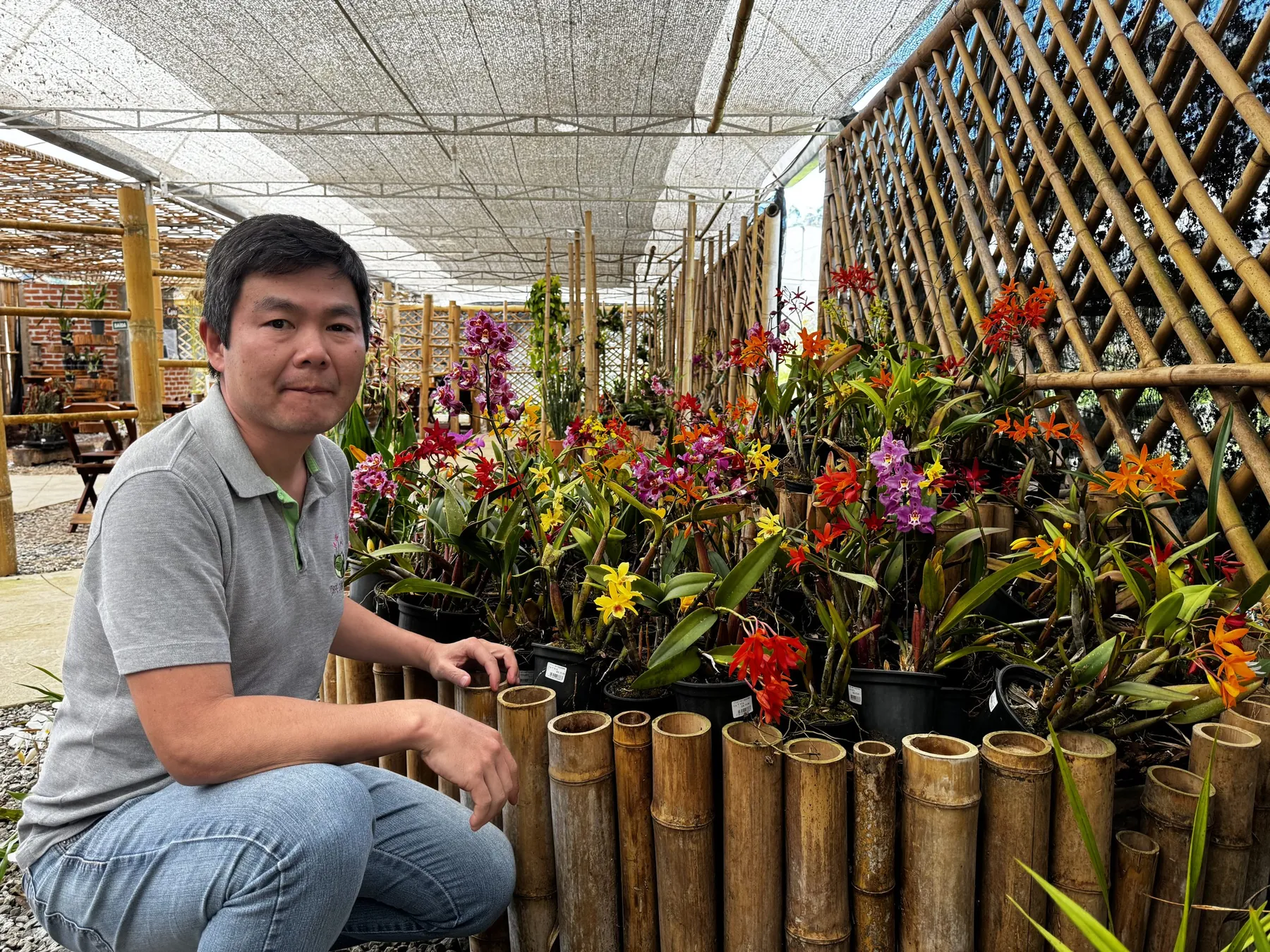 Produtor agachado ao lado de uma bancada de orquídeas floridas na estufa
